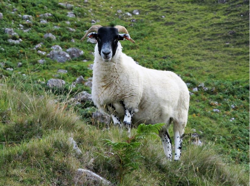 A sheep with horns stood on a mountain side